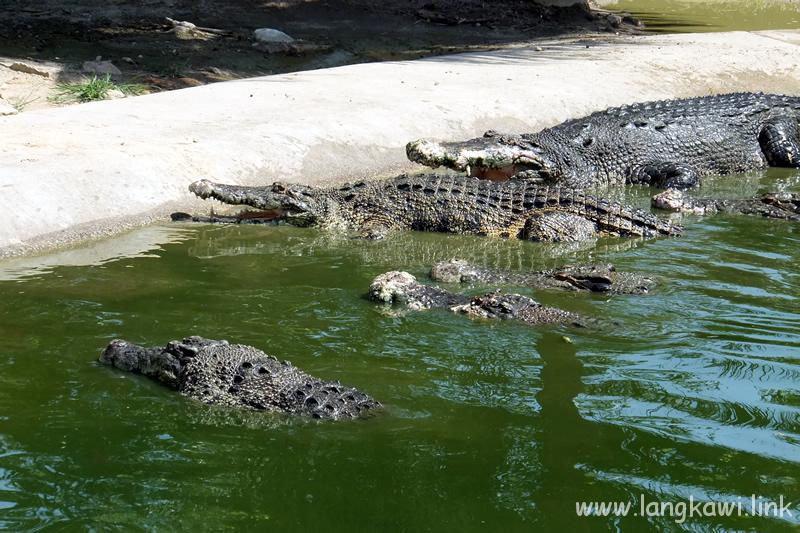 ランカウイ　クロコダイル　ファーム　(Langkawi Crocodile Farm)
