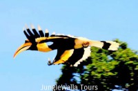 バードウォッチングツアー (Jungle Walla Tours)
