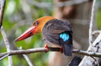 ランカウイ島おすすめリゾートホテル、ザ・ダタイ・ランカウイ (The Datai Langkawi)