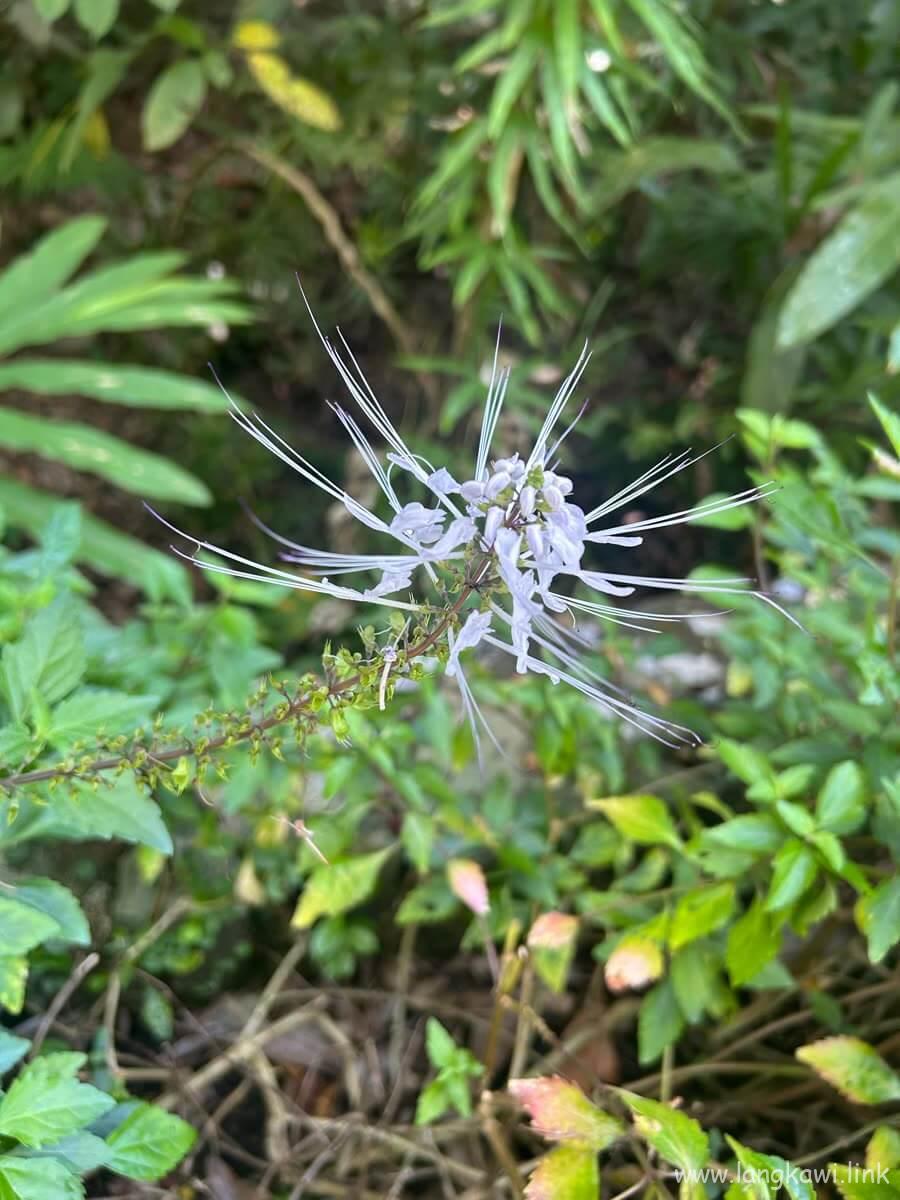 道ばたに咲く花